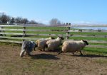 sheep and dogs 028.JPG