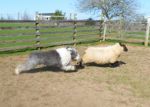 sheep and dogs 030.JPG