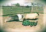 sheep and dogs 030work.jpg