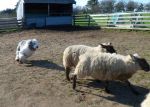 sheep and dogs 031.JPG