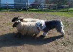 sheep and dogs 032.JPG