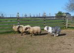sheep and dogs 036.JPG