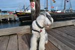 tall ships 016.JPG