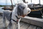 tall ships 026.JPG