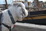 tall ships 032.JPG