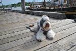 tall ships 040.JPG
