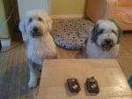 treats.jpg