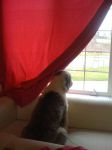 windowwatcher.jpg