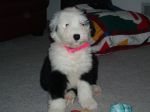 Allie 8 weeks 020.jpg
