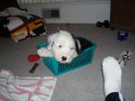 Allie 8 weeks 022.jpg