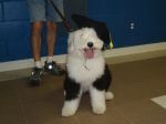 Allie Grad puppy school 7_06-10.jpg