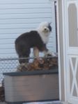 Allie woodpile 2.jpg