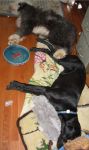 2puppiessnoozing.jpg
