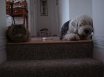 DSC00327.JPG