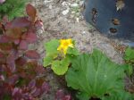 DSC00740.JPG