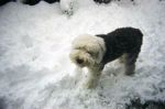 Willoughby in the snow.JPG