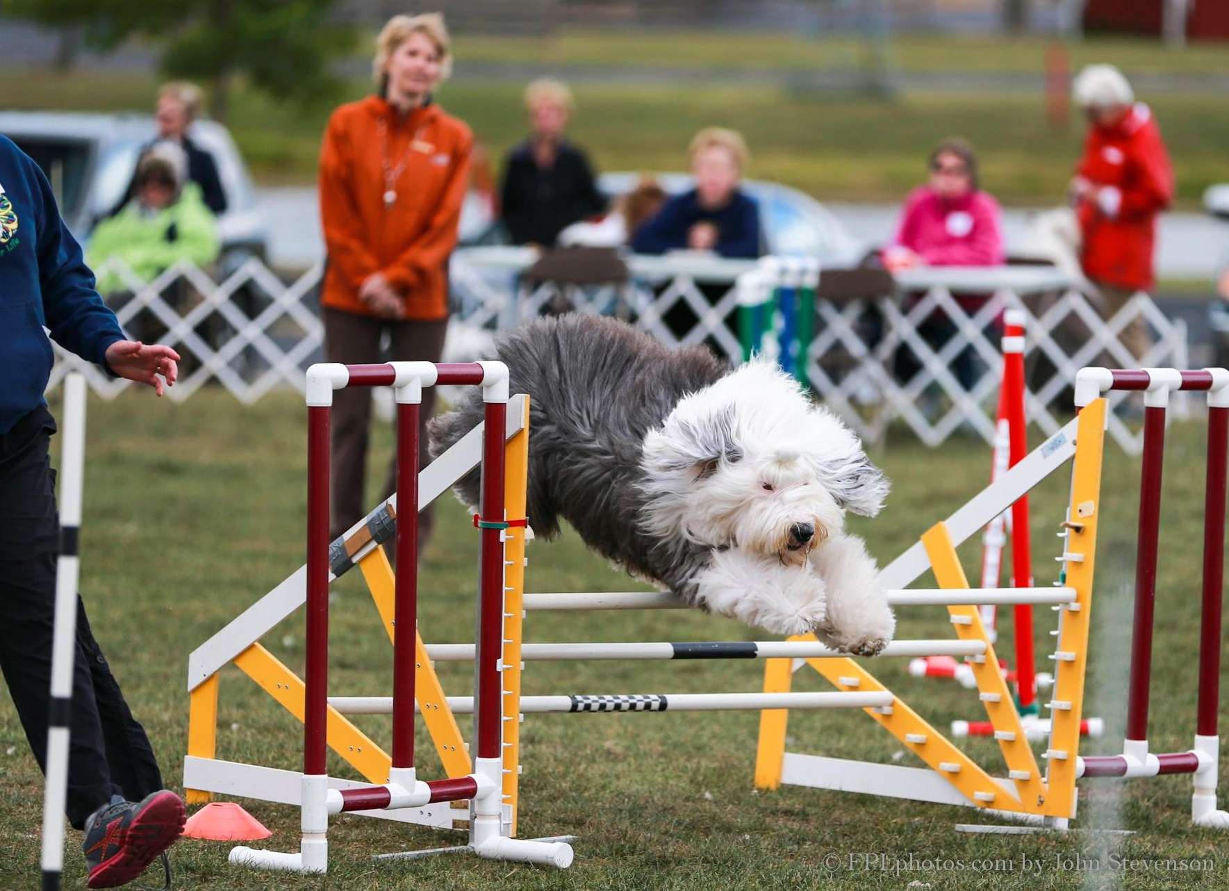 Shaggy acres best sale old english sheepdogs