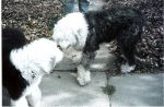 Chewie and Gilligan sniffing.JPG