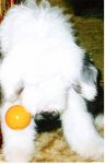 Chewie treatball 1.JPG