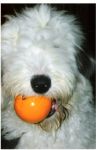 Chewie treatball 2.JPG