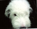 Chewiecloseup1.JPG