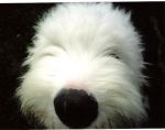 Chewiecloseup2.JPG