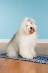 Old-English-Sheepdog-Bond-3479.jpg