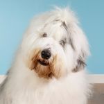 Old-English-Sheepdog-Bond-3481.jpg