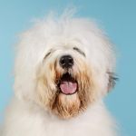 Old-English-Sheepdog-Bond-3492.jpg