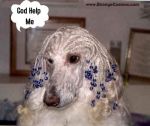 doggiebraids.jpg