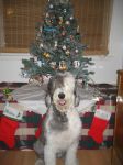 Dixie Christmas pic.JPG