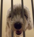 doggy_jail.jpg