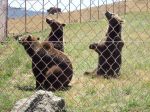 zoo12.JPG