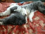 Hunter - Maggie on bed.JPG