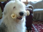 Hunter - bone in mouth.JPG
