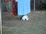 Hunter - clothes line.JPG