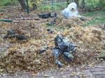 Hunter in the fall.jpg