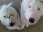 Maggie and Hunter - Treat Time.JPG