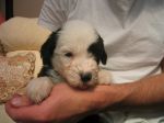 just met biggles 004.jpg