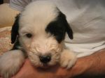 just met biggles 005~0.jpg