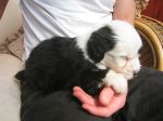 just met biggles 008.jpg