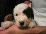 just met biggles 010.jpg