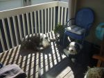 Chilling on the deck.JPG