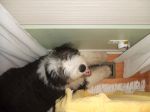 On the air conditioning vent.JPG