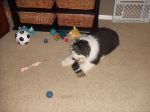 Taylor chewing on Izzie_s bowl.JPG