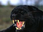 black-pantherb.jpg
