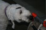 IMG_2521.JPG
