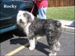 rocky2_lg sheep dog.jpg
