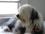 archie up close.jpg