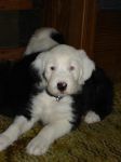 puppy pix 004.jpg